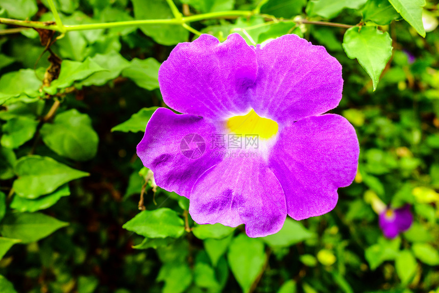 紫花朵花园花粉紫色种子热带粉色植物白色黄色绿色图片