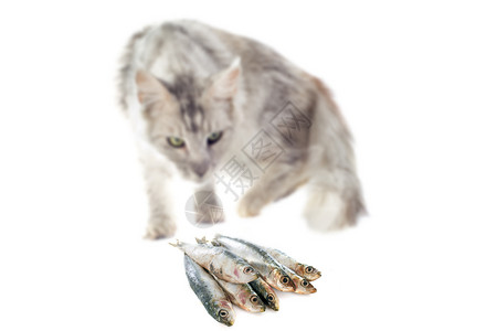 猫和猫食动物宠物运动食物灰色工作室背景图片