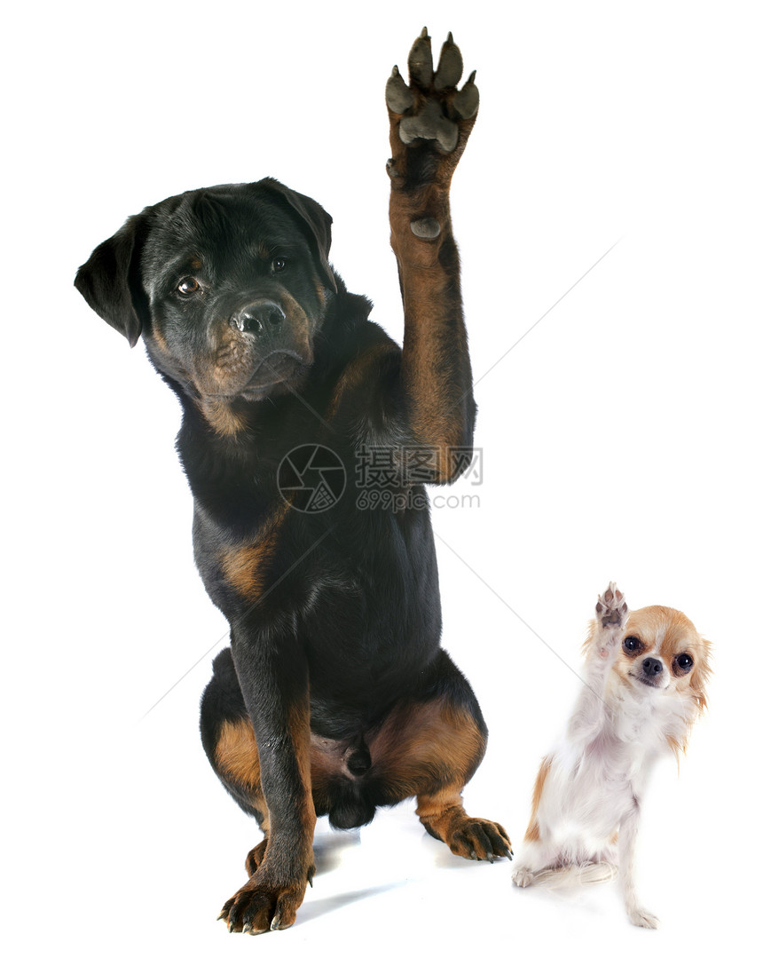 和吉华人宠物小狗爪子黑色犬类工作室动物纳犬图片