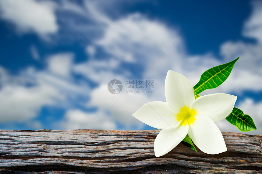 花朵frangipani背景模糊热带温泉水池绿色木头天空黄色白色图片