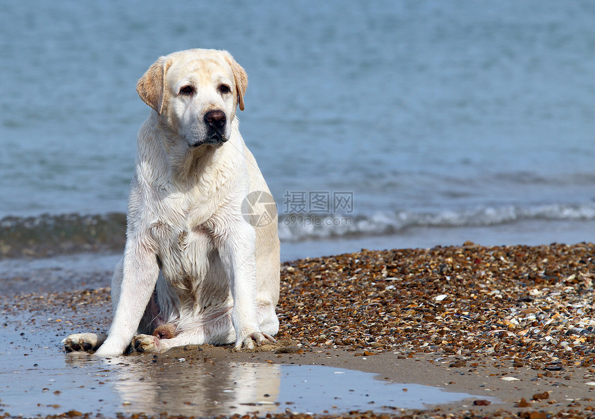 沙滩上的黄色拉布拉多朋友猎犬波浪幸福宠物海滨天空白色晴天太阳图片
