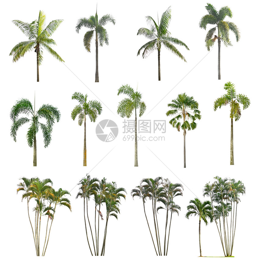 白色背景的棕榈树气候植物学绿色叶子植物群异国生长情调植物热带图片