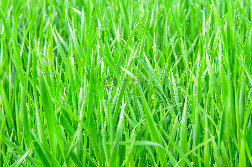 带水滴的青绿新草花瓣墙纸场地生长植物群环境季节植物叶子牧场图片