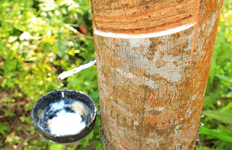 泰国橡胶树牛奶 泰国植物热带农场液体生产木头森林乳胶种植园农业背景图片