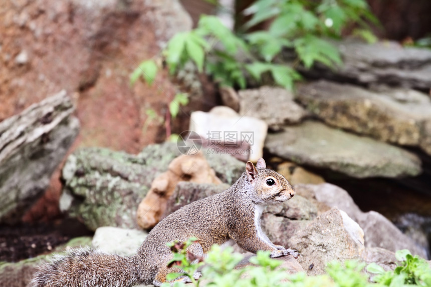东灰松鼠栖息灰松鼠长尾灰色哺乳动物树木晶须照片棕色岩石图片