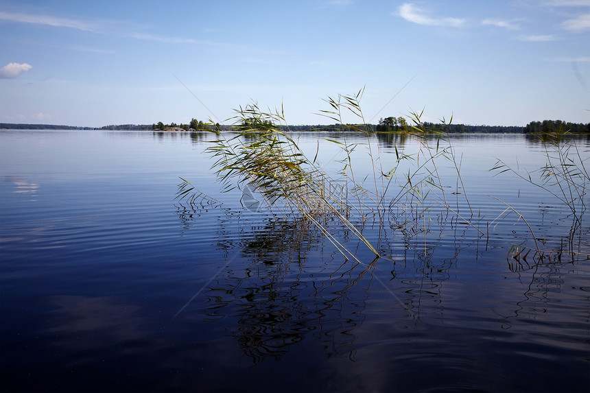 水地景观生态蓝色森林沼泽反射波纹闲暇液体叶子天空图片