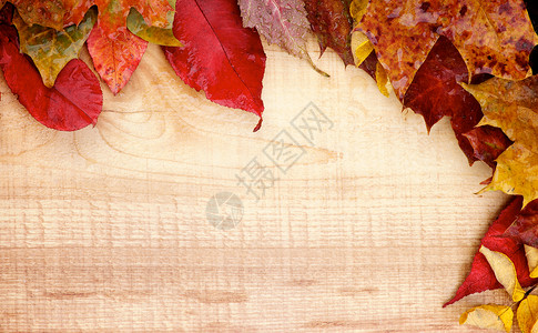 棕褐色枫叶秋叶叶空地边框黄色水平季节性红色树叶植物学褐色饱和色背景