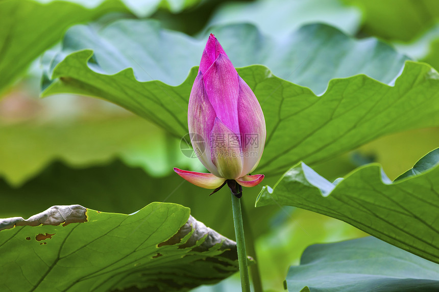 中国北京 平莲花阳池塘花园香水热带叶子植物树叶阳光公园花瓣环境图片