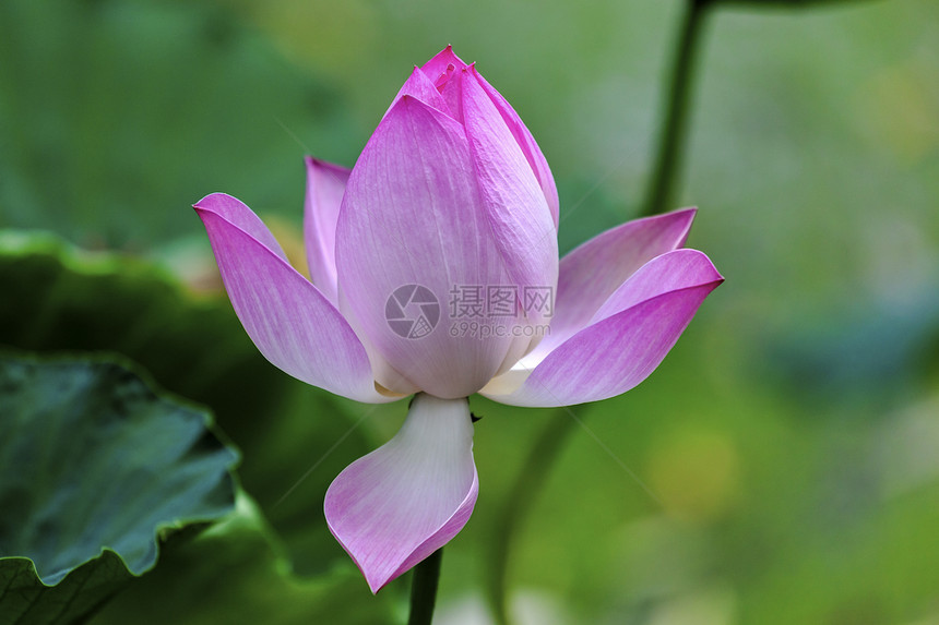 中国北京 平莲花阳池塘香水阴影花瓣植物叶子环境花园阳光公园树叶图片