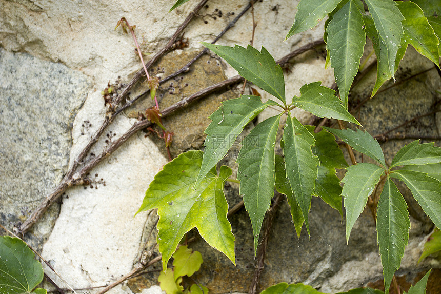 野葡萄荒野收成绿色种子藤本植物灰色植物石头床单叶子图片