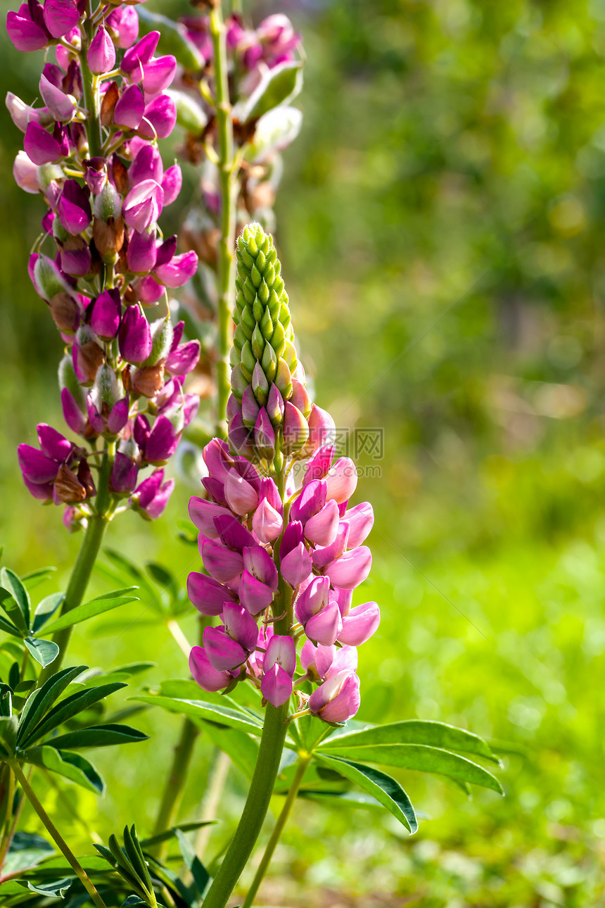 稀有粉红色卢平花Lupinus植物学生态植物群叶子植物美丽花瓣花园季节淡紫色图片