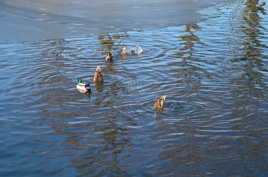 湖中鸭子池塘蓝色羽毛前景母亲摄影风景游泳家庭小鸭子图片