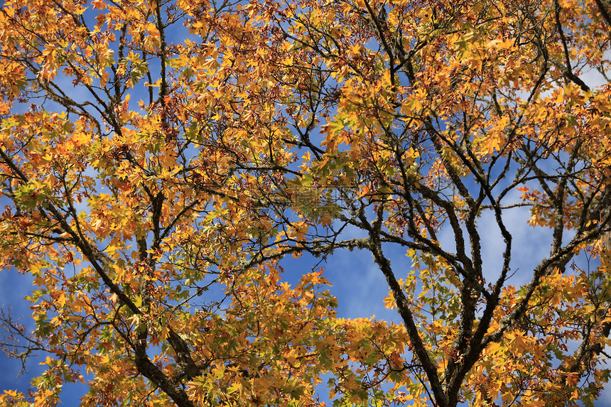 秋天的树叶黄色季节蓝色红色橙子叶子枫树天空图片