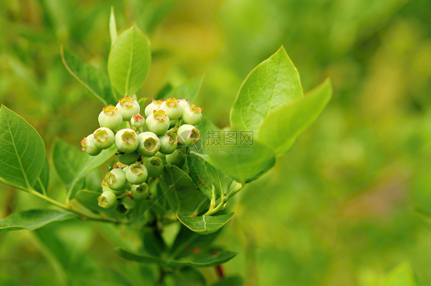 未熟蓝莓食物季节农业叶子水果花园甜点衬套蓝色饮食图片