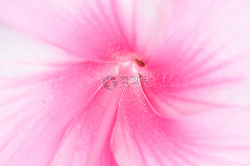 柔软风格的抽象粉色花朵图片