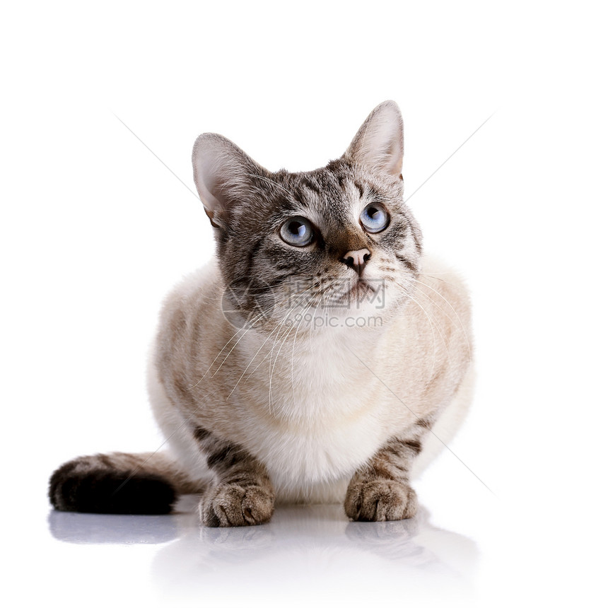 带条色蓝眼猫动物食肉尾巴兽医虎斑小猫晶须好奇心毛皮脊椎动物图片