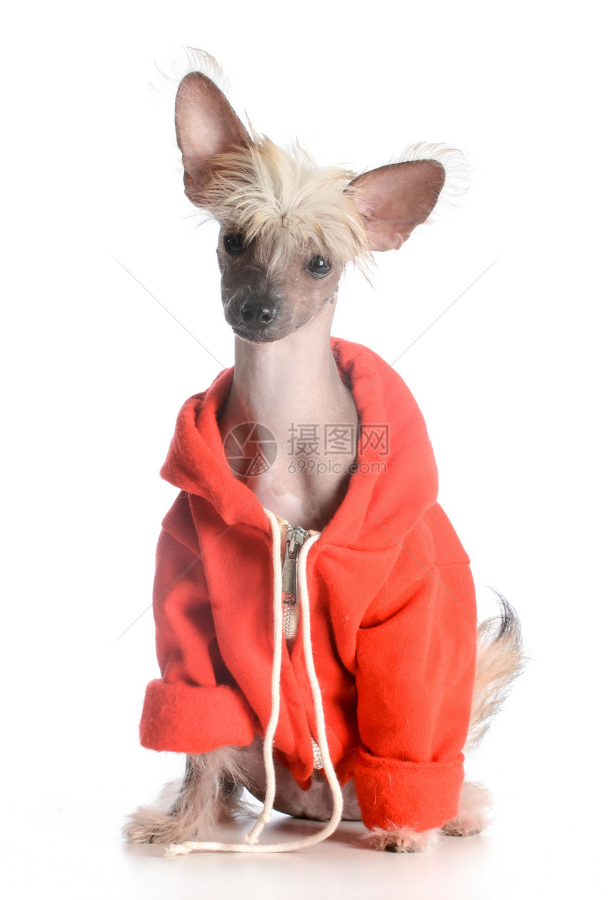 穿着毛衣的狗皮肤玩具外套哺乳动物宠物夹克动物无毛人性化肖像图片