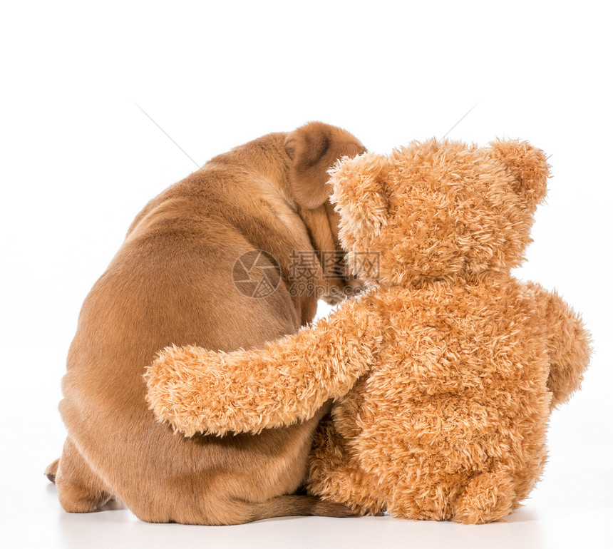最好的朋友玩具安全拥抱动物朋友们宠物哥们犬类白色友谊图片