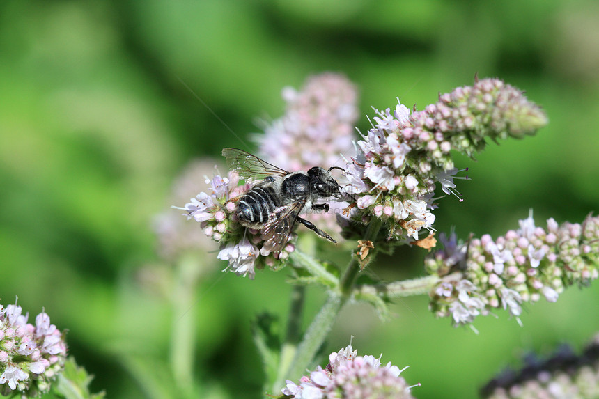 黑蜜蜂野生动物工人白色黑色花瓣花粉天线蜂巢蜂窝植物图片