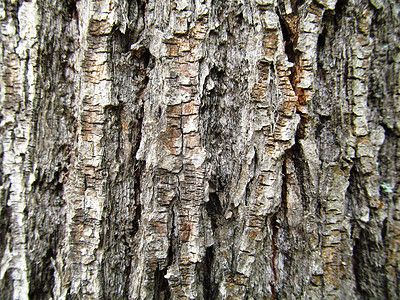 松树树树皮纹理自然森林宏观细节背景图片