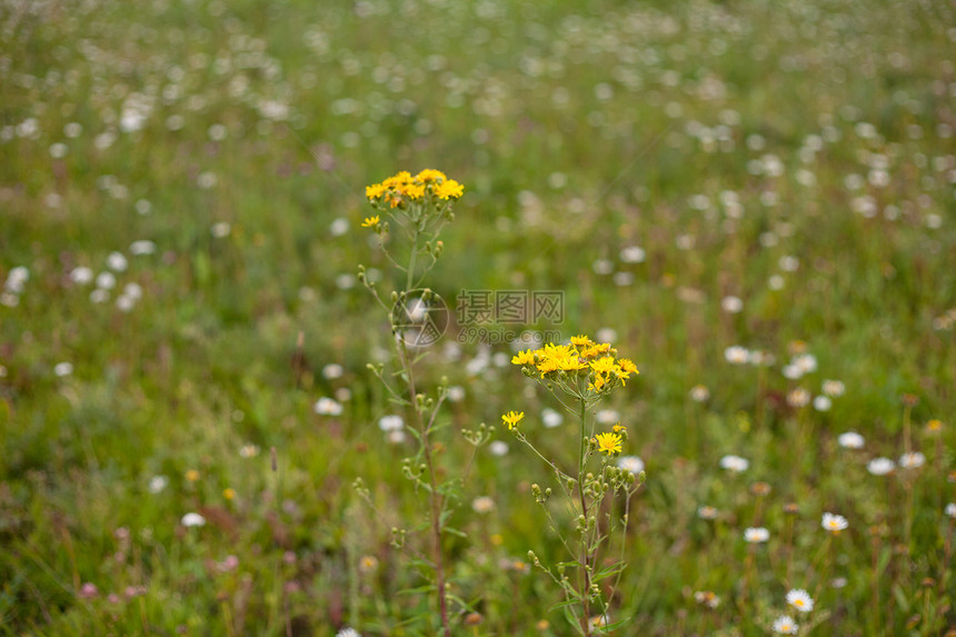 黄黄野向棕色花期绿色植物植被水平对角线植物群野花图片