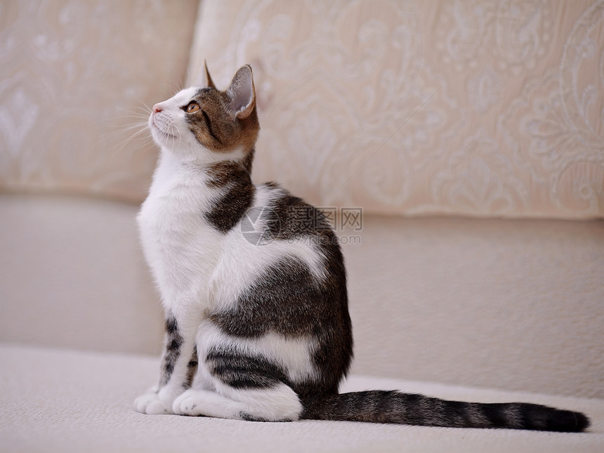 沙发上的小猫乐趣兽医好奇心毛皮虎斑爪子猫科尾巴哺乳动物晶须图片