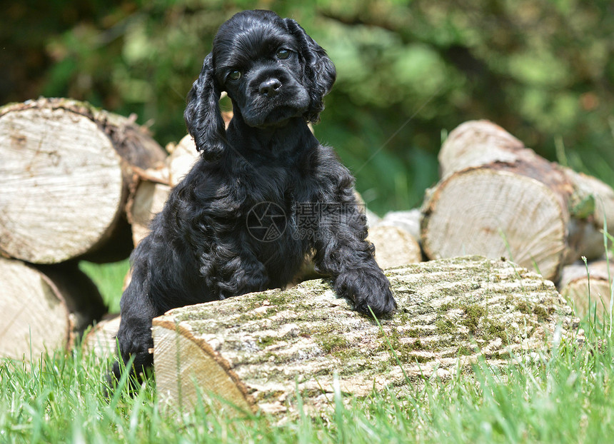 可爱的小狗动物日志森林木头卡犬宠物犬类树木猎犬图片