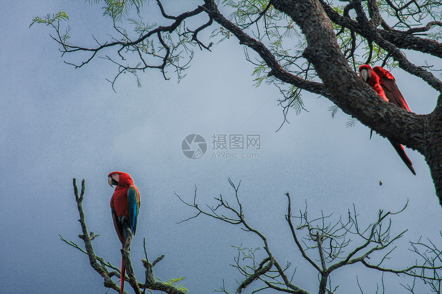 树上的红花金刚鹦鹉图片