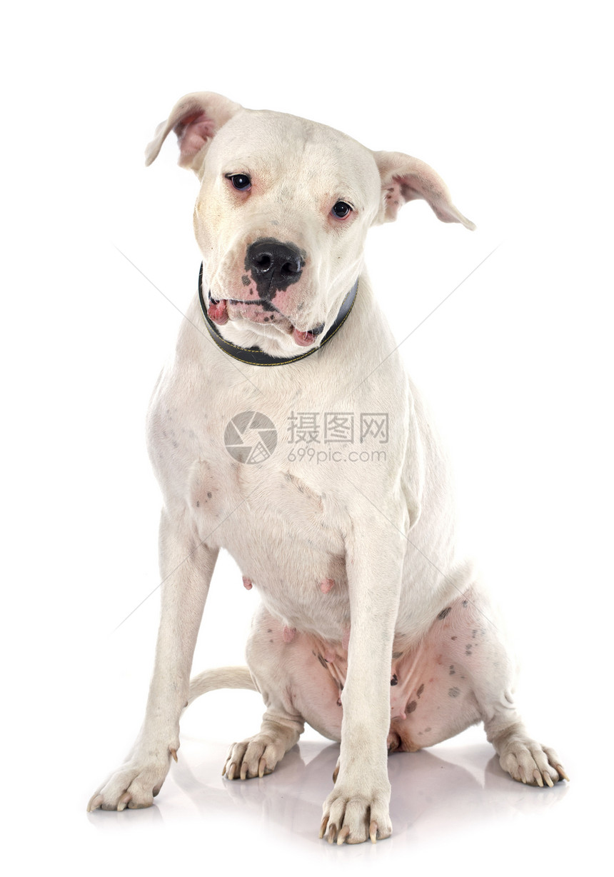 南阿根廷狗白色工作室动物宠物图片