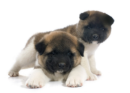 美洲小狗夫妻棕色动物黑色男性工作室宠物白色女性婴儿背景图片