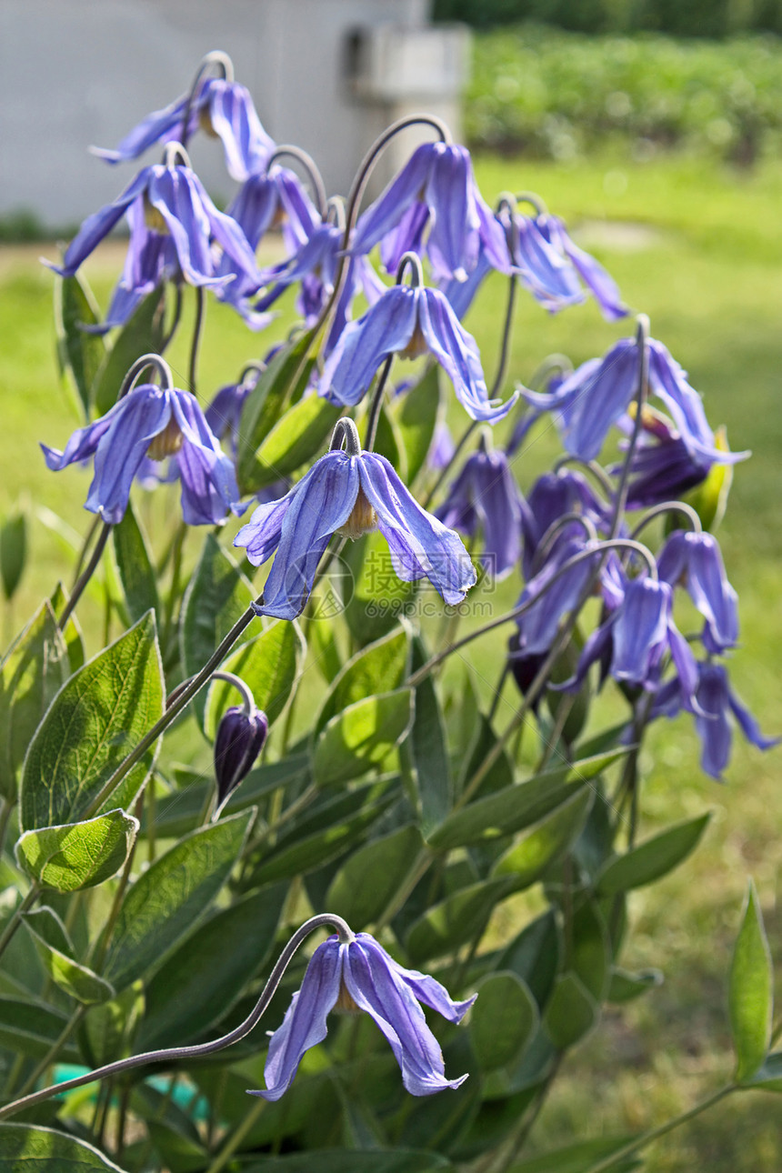 Clematis 花花植物学相片花园植物树叶植物群图片