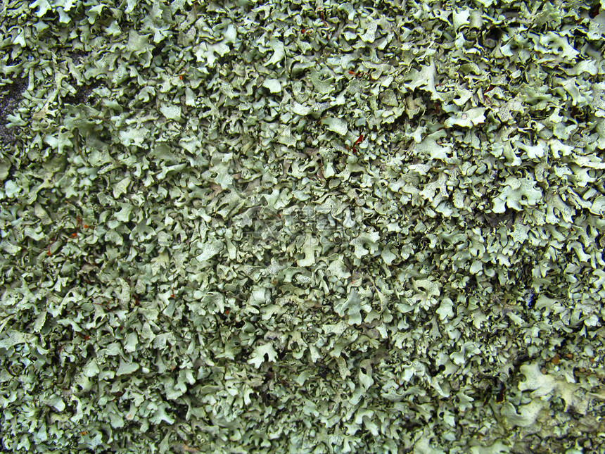 以自然颜色显示的等深色 Lichenes 纹理森林地衣植物群宏观图片