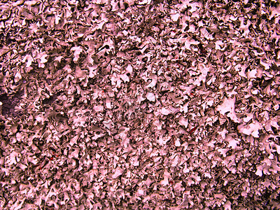 地衣 (Lichenes) 纹理彩色 3背景图片