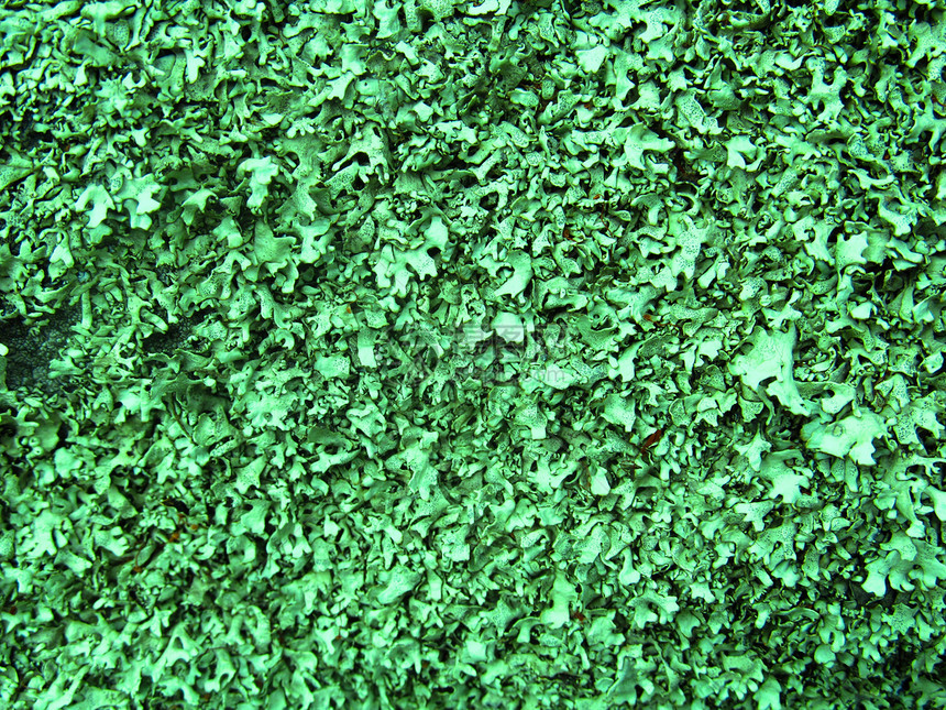 地衣 (Lichenes) 纹理彩色 10图片