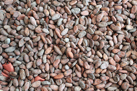 原可可豆拉丁加工工业可可美味生长棕色饮食食物种子高清图片