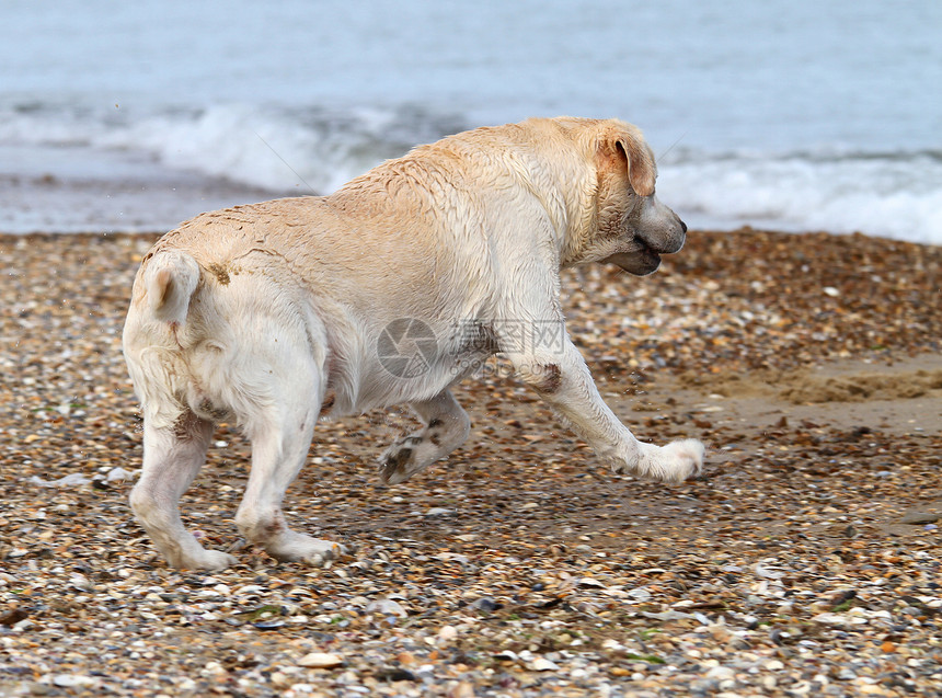 在海中游泳的拉布拉多黄色朋友海滨幸福白色波浪太阳晴天天空猎犬图片