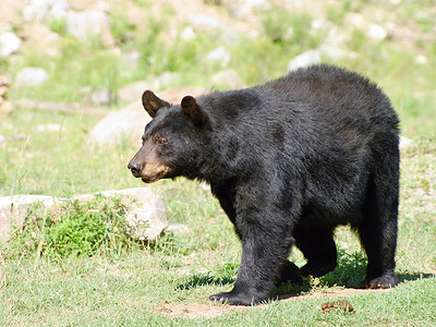 熊草美国灰熊高清图片
