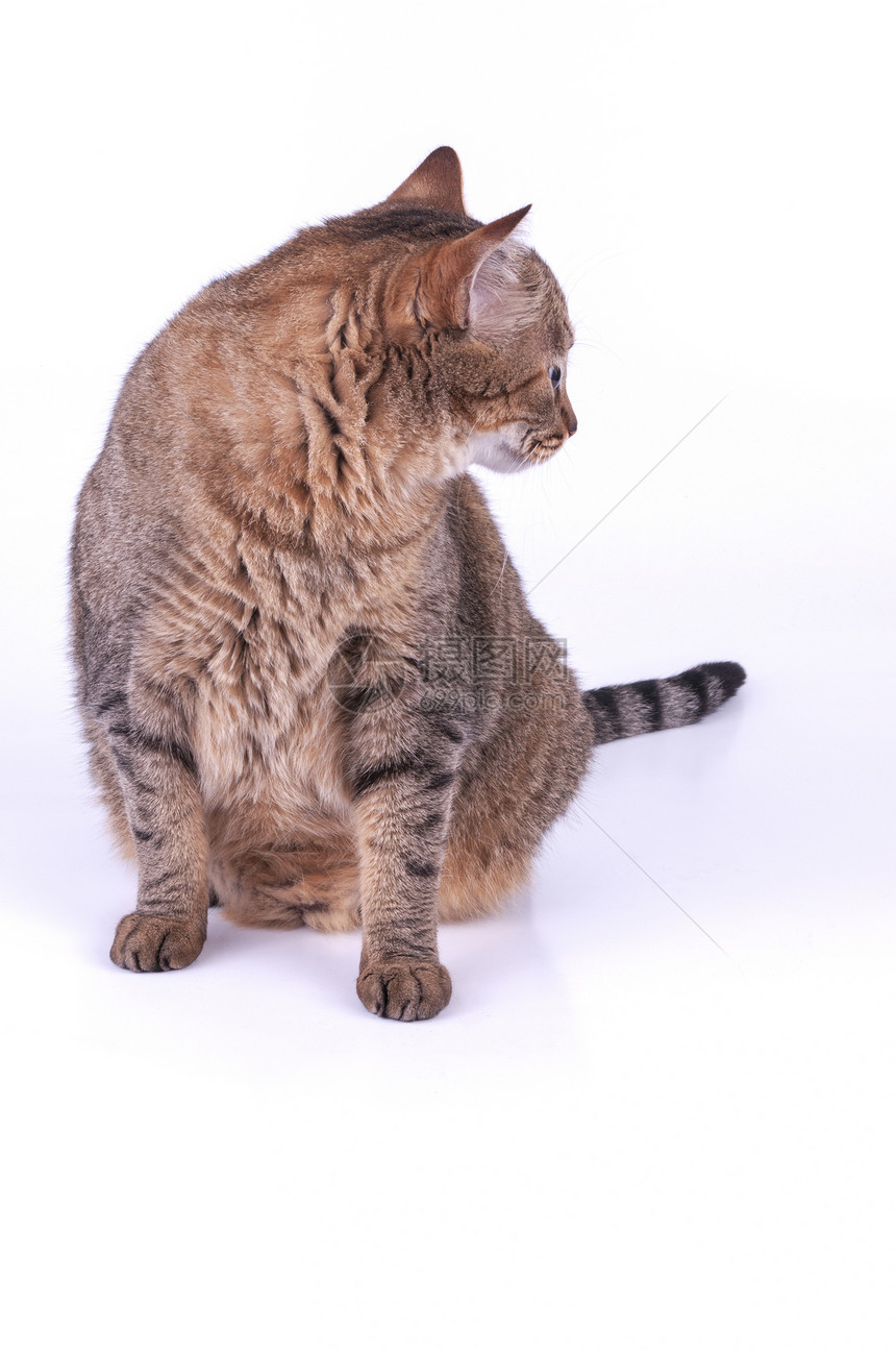 白背景的巴西短发猫Name哺乳动物毛皮宠物头发动物猫科小猫条纹图片