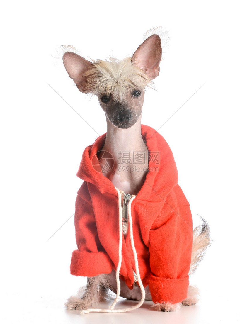 穿着毛衣的狗犬类家畜动物皮肤品种宠物夹克肖像哺乳动物红色图片