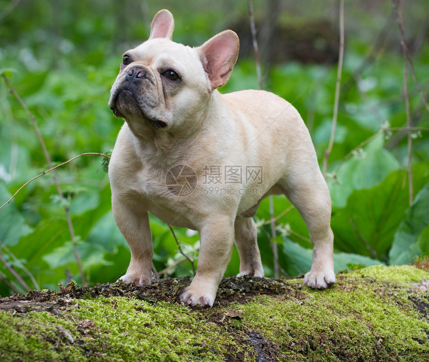 法国斗牛犬森林公园小狗斗牛犬犬类苔藓图片