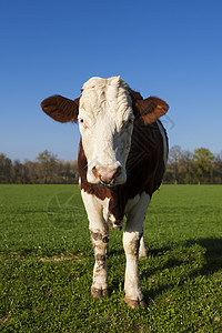 绿草上的白牛和棕牛牛肉白色晴天奶牛乡村动物棕色哺乳动物牧场农田背景图片