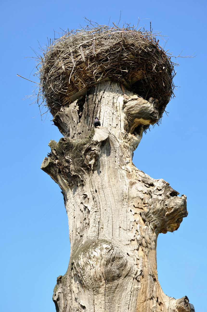 在一棵旧树上筑起吊巢图片