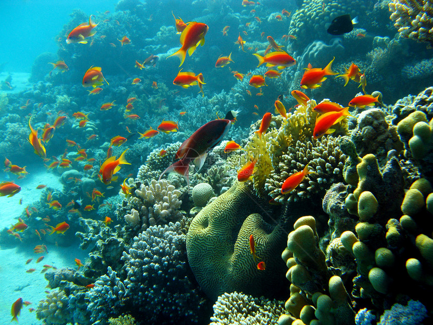 珊瑚礁与橙色鱼 anthias 在热带海底蓝色水背景图片