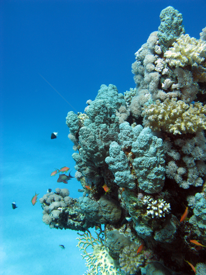 与硬珊瑚的珊瑚礁在热带海底野生动物盐水气泡海景海洋蓝色海床海上生活动物浮潜图片