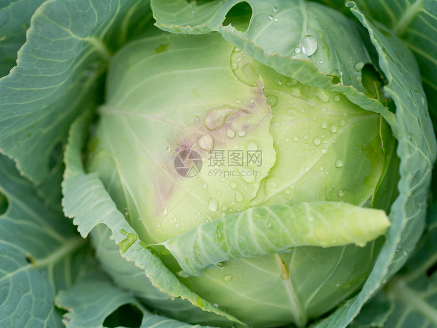 镇菜食物多叶农场蔬菜植物对象菜园健康饮食素食场地图片