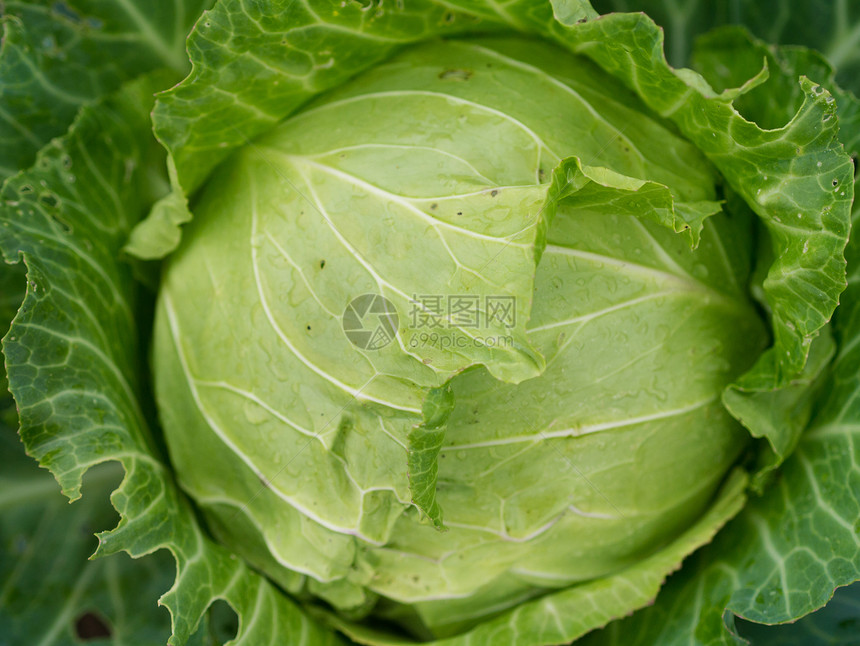 镇菜健康饮食素食食物蔬菜绿色农场生长场地多叶对象图片