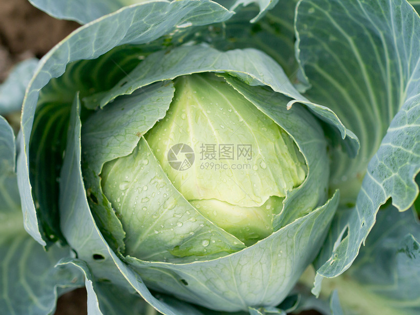 镇菜绿色健康饮食多叶农场蔬菜场地对象菜园生长植物图片