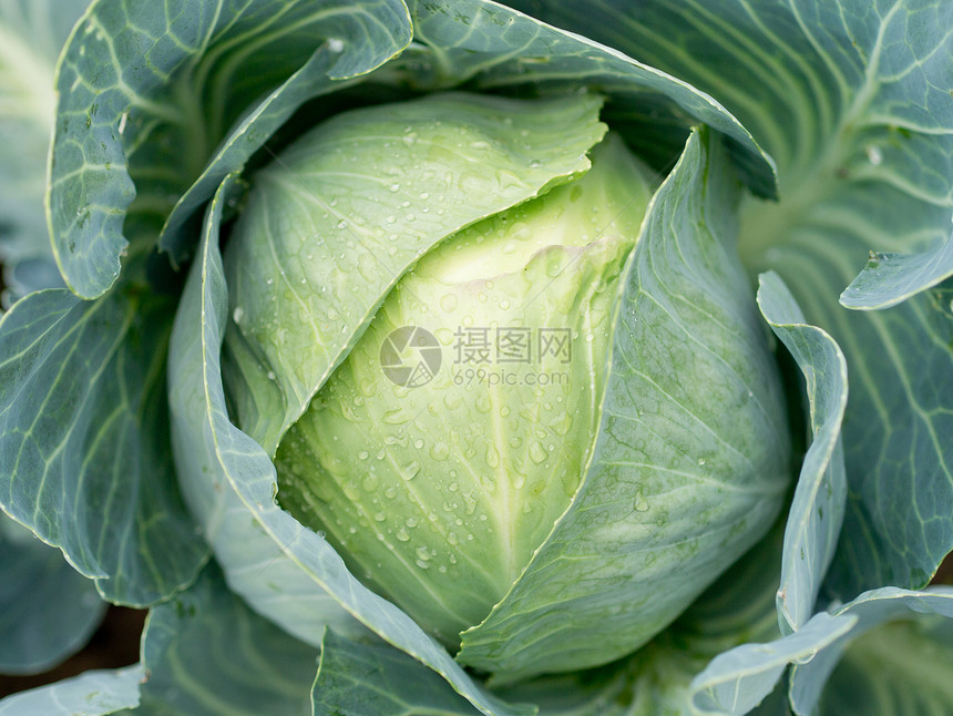 镇菜场地多叶蔬菜健康饮食绿色食物素食对象生长植物图片