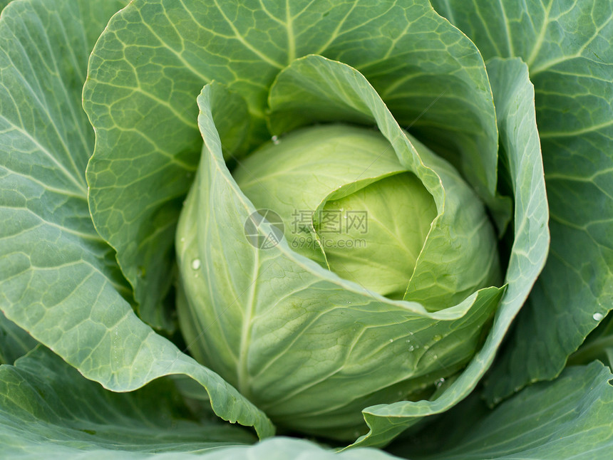 镇菜绿色对象多叶场地农场植物食物健康饮食蔬菜菜园图片