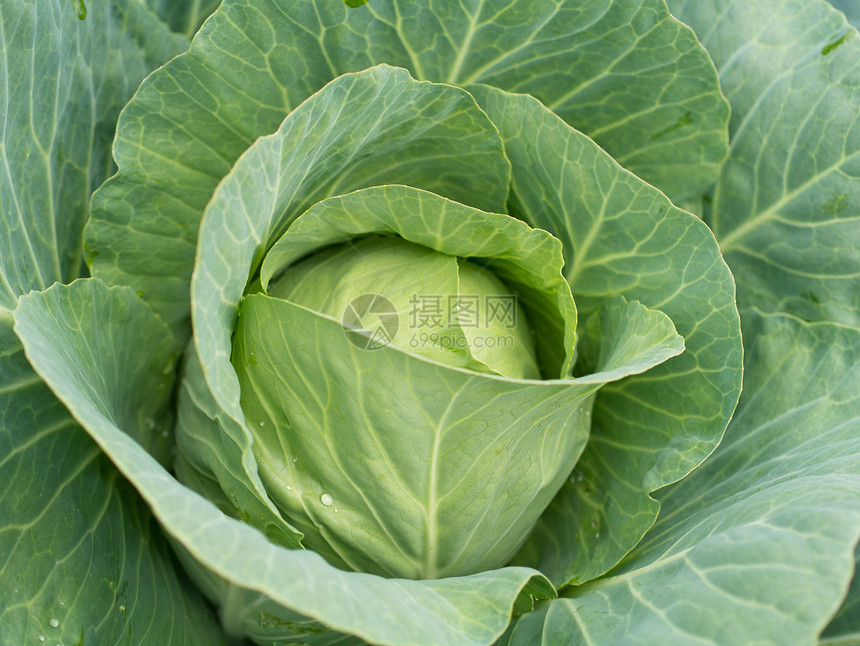 镇菜食物菜园场地农场多叶绿色植物对象生长蔬菜图片